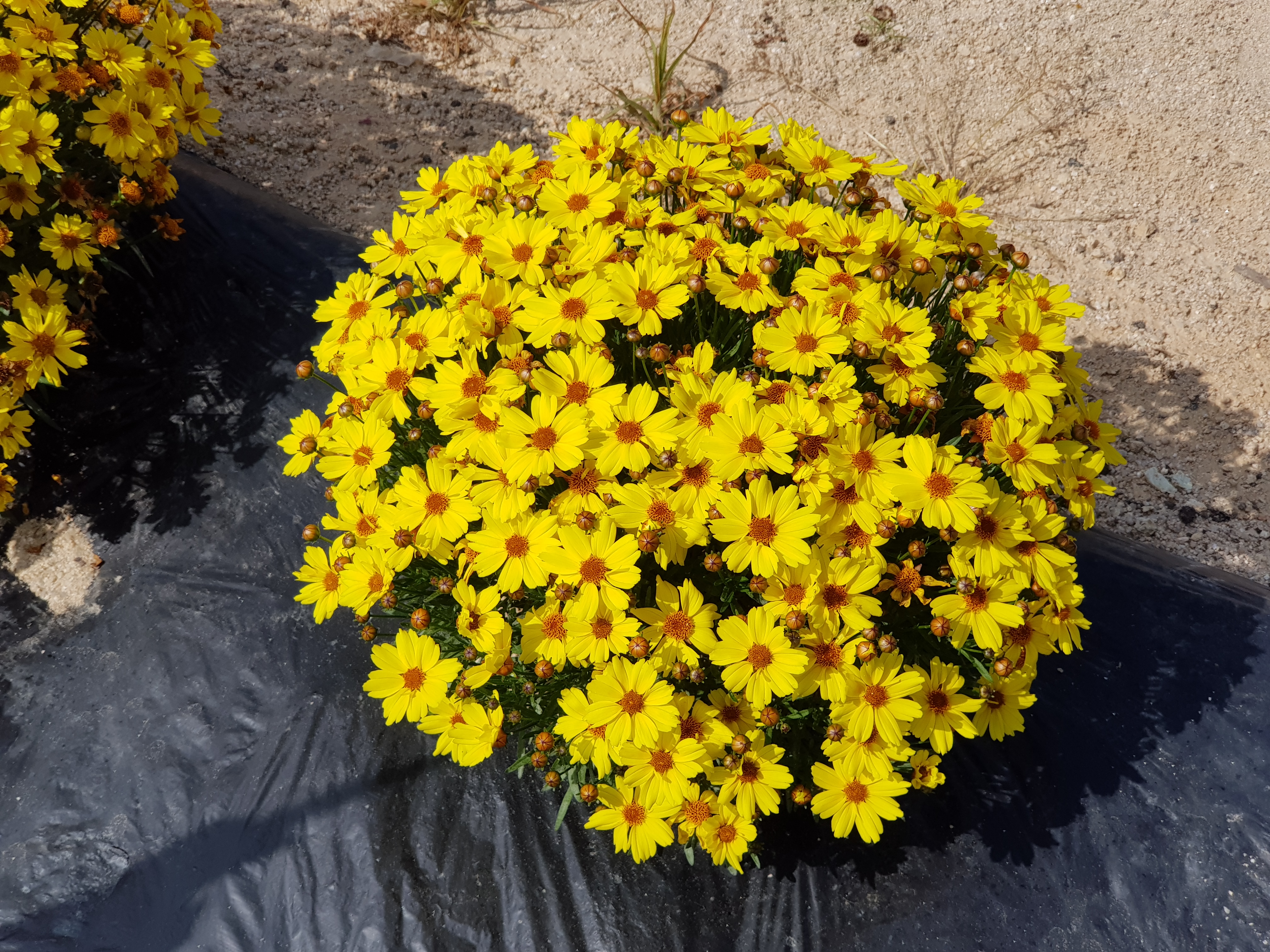 Coreopsis verticillata ‘Golden Ball 42’